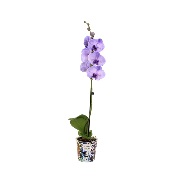 <h4>Potcover I Am Coloured Phal I Am Purple Heart 1T9+(24u levertij</h4>