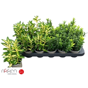 EUONYMUS JAP GEM