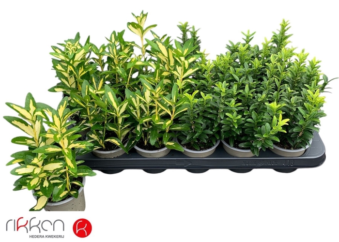 <h4>EUONYMUS JAP GEM</h4>