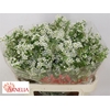 Chamelaucium Ofir White
