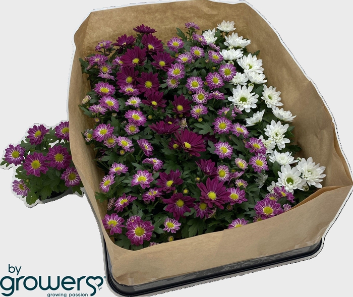 <h4>CHRYS GEM 6 KL</h4>