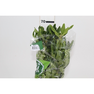 FOLH PIT. VERDE 070 CM