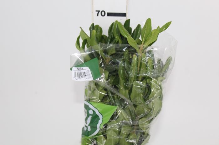 <h4>FOLH PIT. VERDE 070 CM</h4>