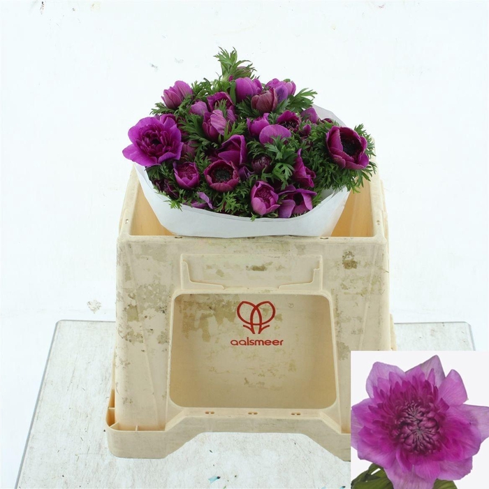 <h4>ANEM CO LEVAN FUCSIA</h4>