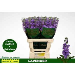 MATTH MILLA LAVENDER