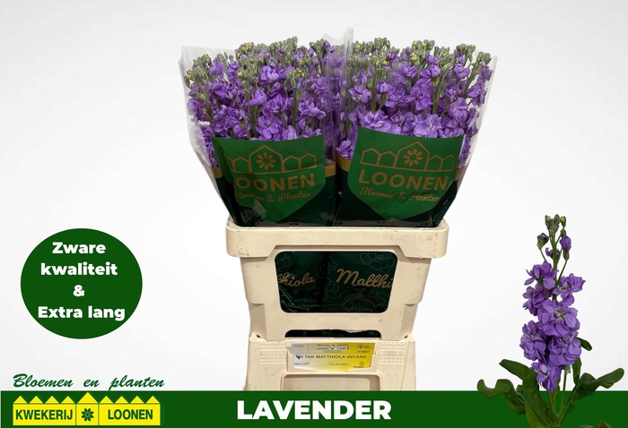 <h4>MATTH MILLA LAVENDER</h4>
