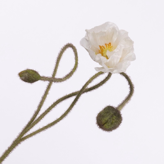 Papaver Spray Creme FL440350CRM