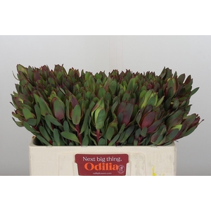 Leucadendron Senorita