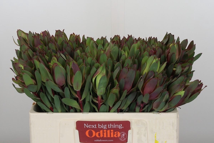 <h4>Leucadendron Senorita</h4>