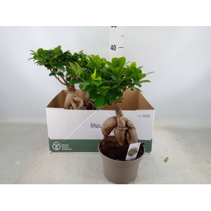 Ficus microcarpa 'Ginseng'