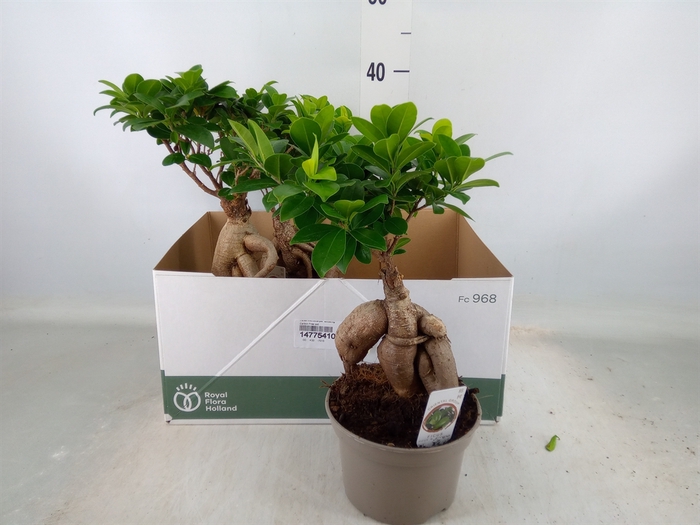 <h4>Ficus microcarpa 'Ginseng'</h4>