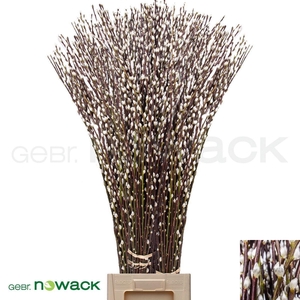 SALIX WILGENKATJES