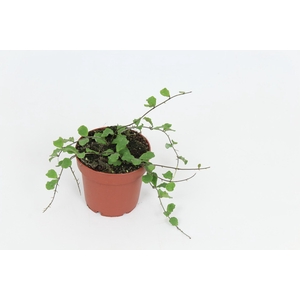 Hoya Kanyaky Mariana 12 cm