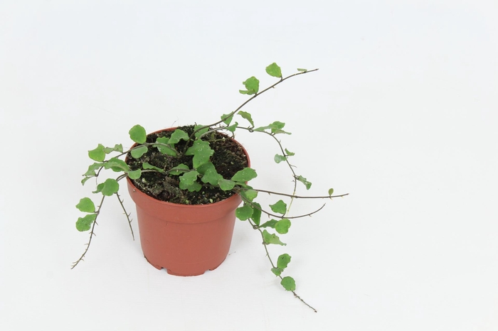 <h4>Hoya Kanyaky Mariana 12 cm</h4>