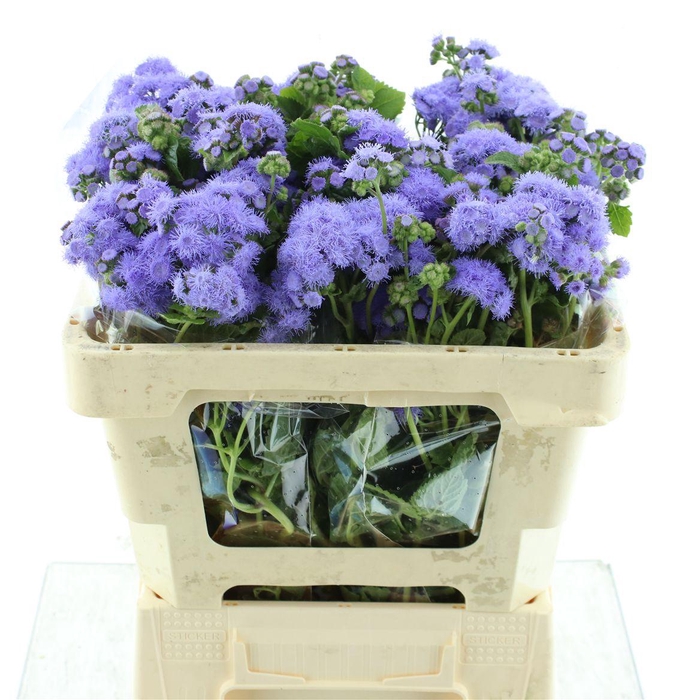 <h4>Ager H Blue Planet</h4>