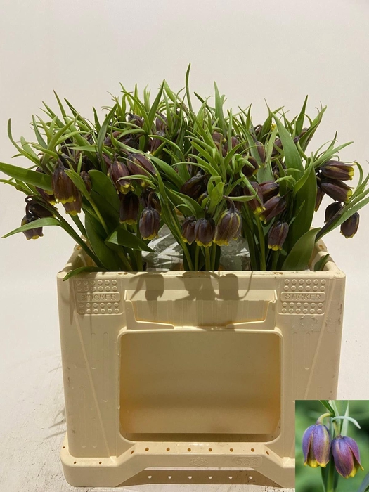 <h4>FRIT UVA-VULPIS</h4>