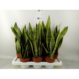 Sansevieria trifa. 'Laurentii'