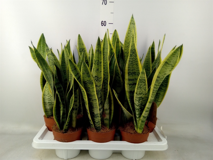 <h4>Sansevieria trifa. 'Laurentii'</h4>