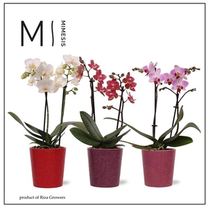 Mimesis Phal. Mix - 2 spike 9cm in Jen