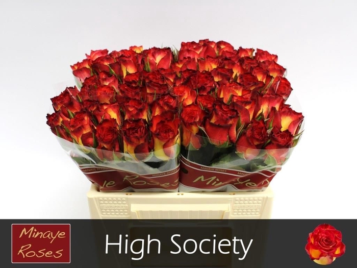 <h4>R GR HIGH SOCIETY</h4>
