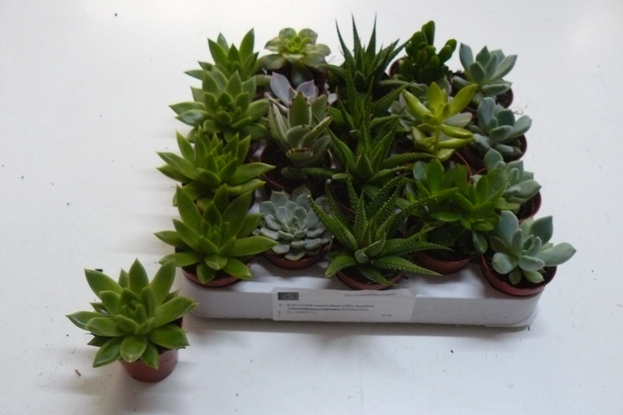<h4>SUCC GEM 6 SRT</h4>
