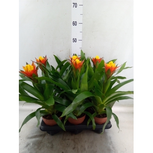 Guzmania   ...