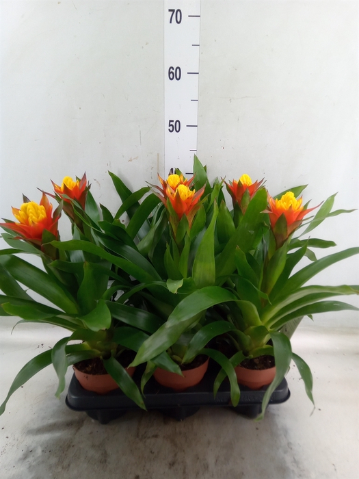 <h4>Guzmania   ...</h4>