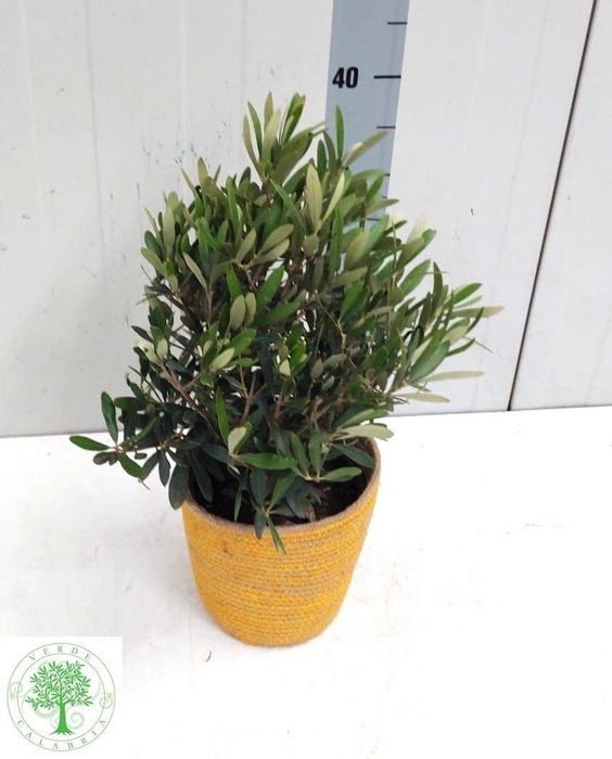 <h4>OLEA EUROPAEA</h4>