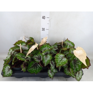 Begonia BD 'MagicColours Bostella'