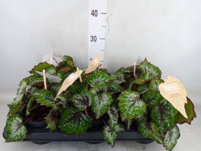 <h4>Begonia BD 'MagicColours Bostella'</h4>
