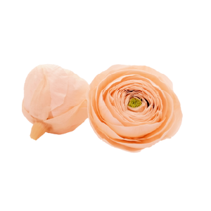 Ranunculus pea-99