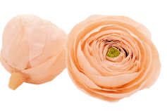 Ranunculus pea-99