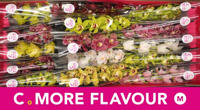 <h4>CYMB MI GEM</h4>