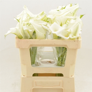 Calla White Art | Dubbelbloemig