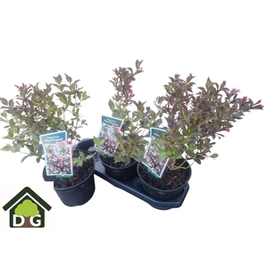 WEIG F NANA PURPUREA