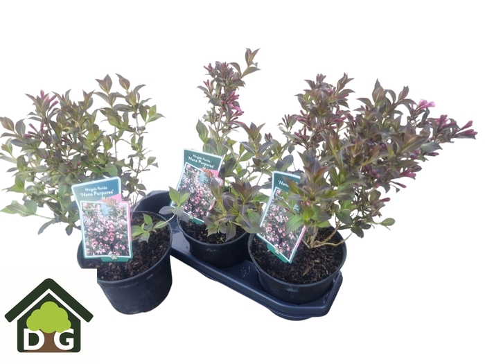 <h4>WEIG F NANA PURPUREA</h4>