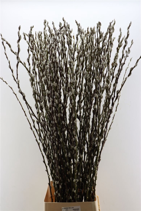 <h4>Salix Wilgenkatjes 150cm P Stem</h4>