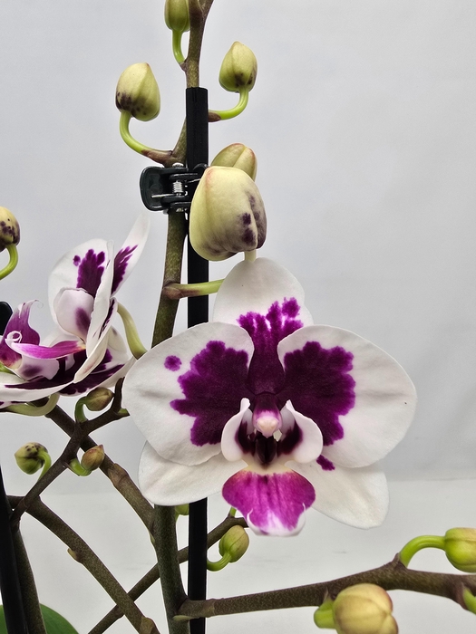 <h4>Limited 62 week 10</h4>