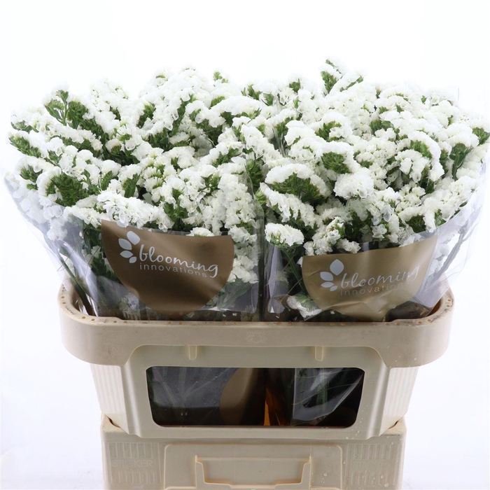 <h4>Statice Silvery Sun Birds | Heavy Quality</h4>