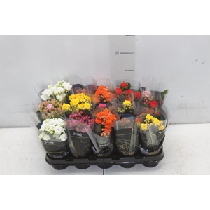 KAL. DOBRADO MINI P06