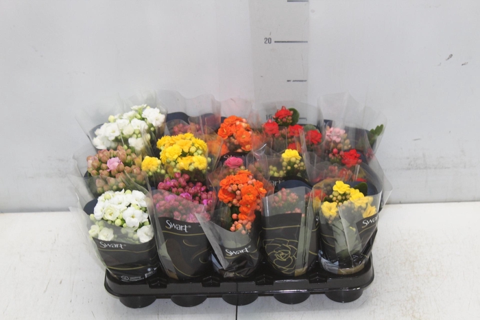 <h4>KAL. DOBRADO MINI P06</h4>