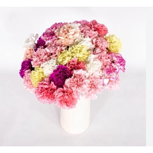 DI TR PASTEL MIX Tessa