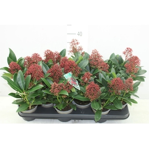 Skimmia Jap. Rubella 2+