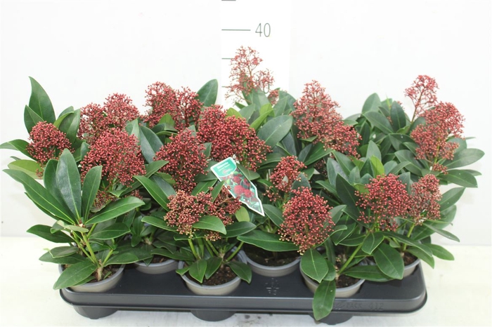 Skimmia Jap. Rubella 2+