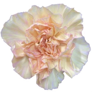 DI ST HAPPY HOSHI *NEW*