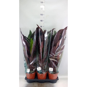 Calathea rufibarba
