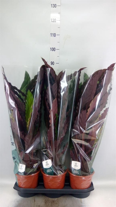 <h4>Calathea rufibarba</h4>