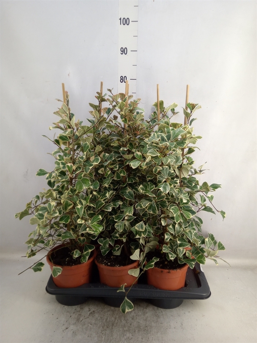 <h4>Ficus triangularis 'Sweetheart'</h4>