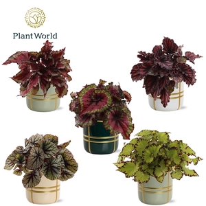 Begonia rex Magic Colours in pot Lauri