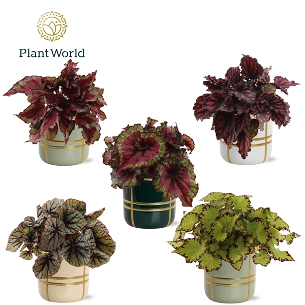 <h4>Begonia rex Magic Colours in pot Lauri</h4>